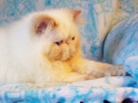 Flame Point Himalayan Kitten  Available NOW!